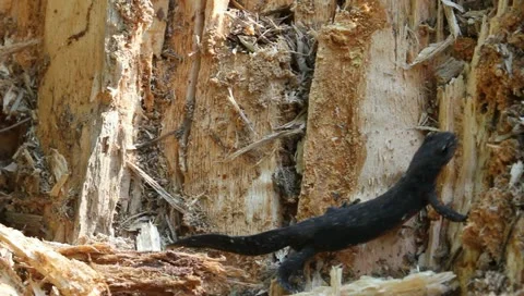 Salamandra, Cynops pyrrhogaster, close Stock Footage