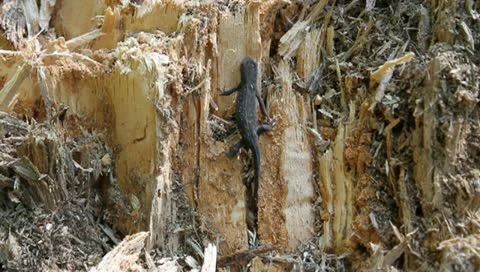 Salamandra, Cynops pyrrhogaster Stock Footage