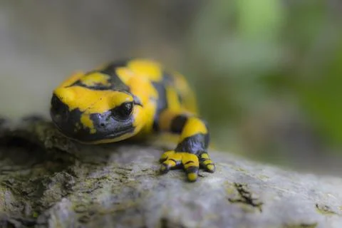 Salamandra Stock Photos