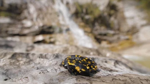 Salamandra salamandra Stock Footage 127739345