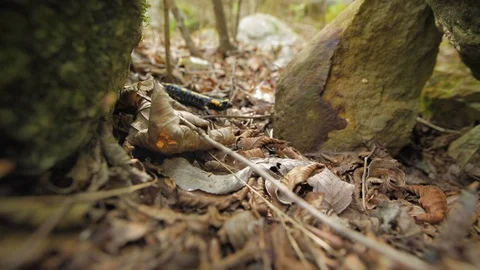 Salamandra salamandra Video stock 127739359