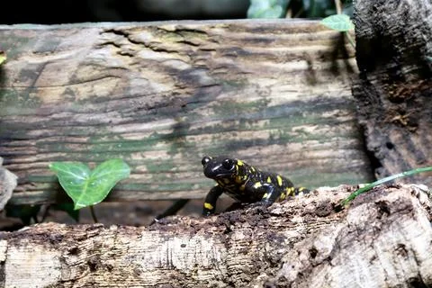 Salamandra salamandra Stock Photos