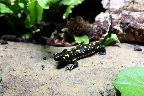 Salamandra salamandra Stock Photos