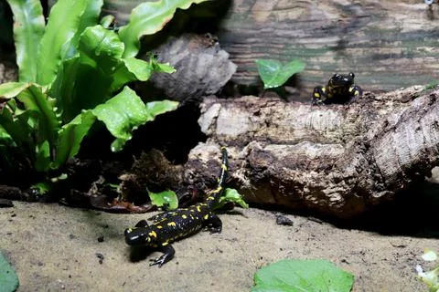 Salamandra salamandra Stock Photos