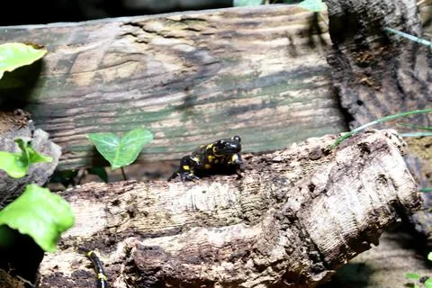 Salamandra salamandra Stock Photos
