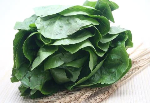 Salat Stock Photos