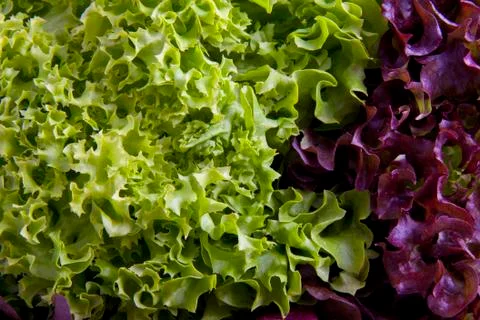 Salat Stock Photos