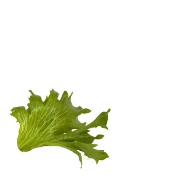 Salatblatt Stock Photos