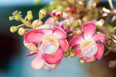 Salavan flower Stock Photos