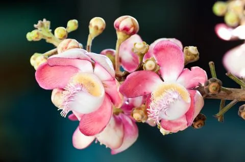 Salavan flower Stock Photos