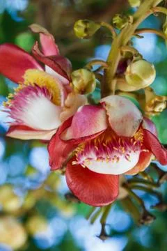 Salavan flowers Stock Photos