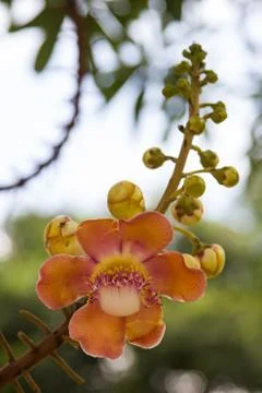 Salavan flowers Stock Photos