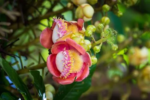 Salavan flowers Stock Photos