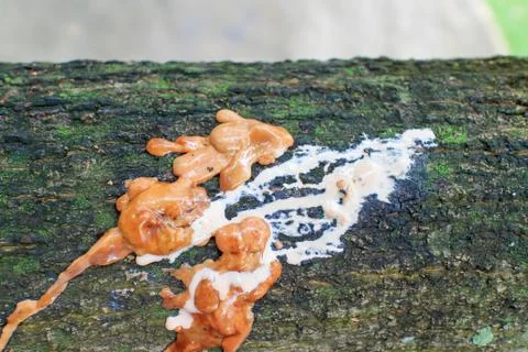 Salavan rubber Foto stock