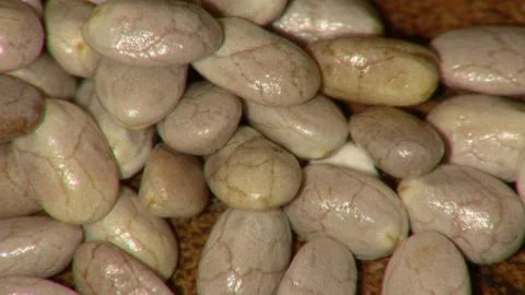 Salba up close Stock Photos