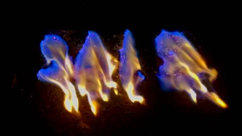 SALE FIRE Stock Footage 162333013