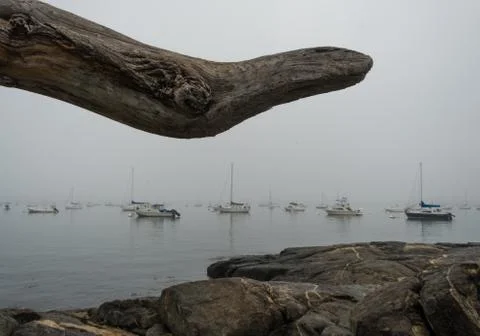 Salem Willows Driftwood 写真素材