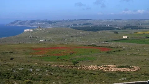 Salento - Otranto - Sheep grazing Stock Footage 75587093