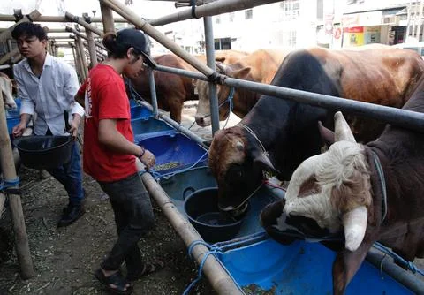 Sales decrease at livestock marketes during Eid Al-Adha in Indonesia, Depok - 28 Stock Photos
