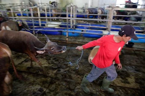 Sales decrease at livestock marketes during Eid Al-Adha in Indonesia, Depok - 28 Stock Photos