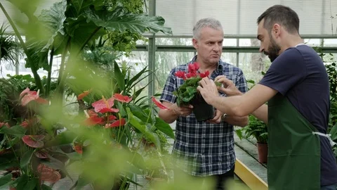 Sales Manager Talking To Client Buying Plant in Florist Shop Stock Footage 117921917