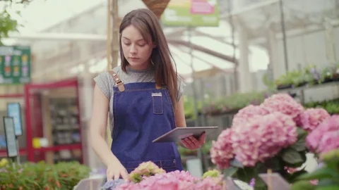 Saleswoman using digital tablet while examining hydrangea flowers Stock Footage 79659932