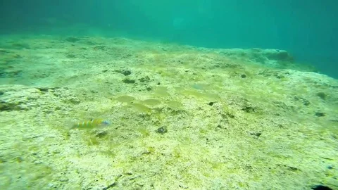 Salimas 스톡 동영상 98243246