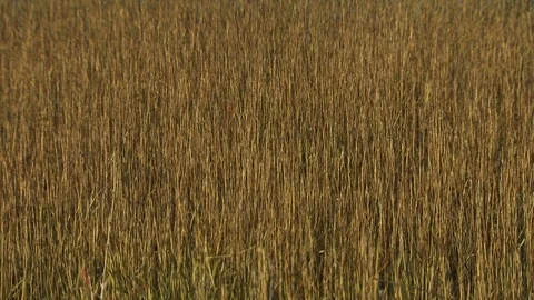 Salinas Valley Stock Footage 123929506