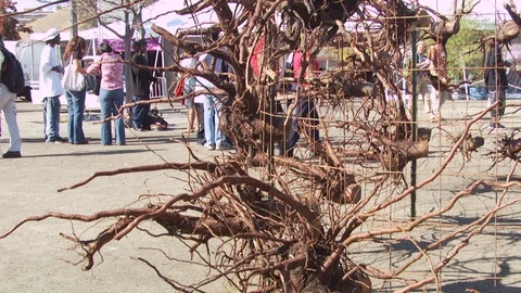 Salinas Valley Stock Footage 123930628