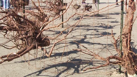 Salinas Valley Stock Footage 123930651