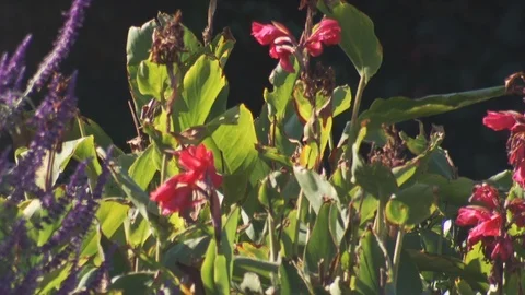 Salinas Valley Stock Footage 123930810