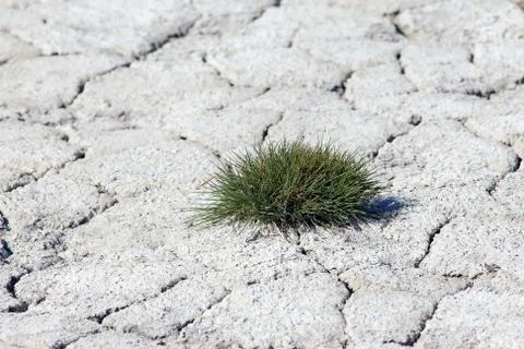 Saline soil Foto stock