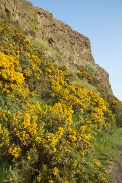 Salisbury Crags Stock Photos