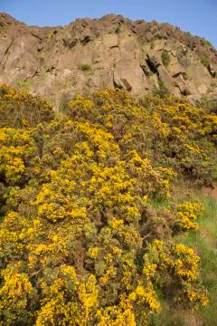 Salisbury Crags Stock Photos
