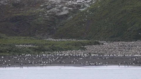 Salisbury plain king Penguin colony Stock Footage 105028091