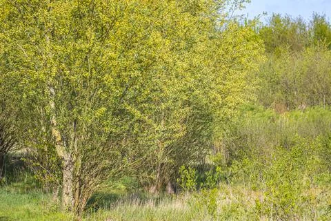 Salix alba, white willow tree in Springtime, pollen and catkins closeup Stock Photos