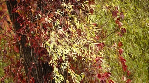 Salix alba, white willow, is willow native to Europe and western and central  Stock Footage 218314624