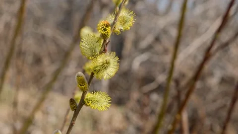 Salix alba.Spring willows bloom in the forest on a sunny morning. Stock Footage 193991347