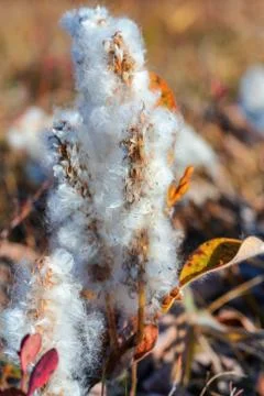 Salix arctica - arctic willow - tiny creeping willow family Salicaceae Stock Photos