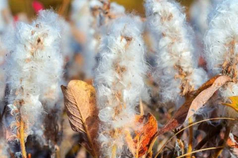Salix arctica - arctic willow - tiny creeping willow family Salicaceae, low Stock Photos