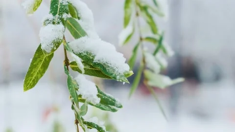 Salix babylonica also called Babylon willow or weeping willow under the snow Stock Footage 228203876