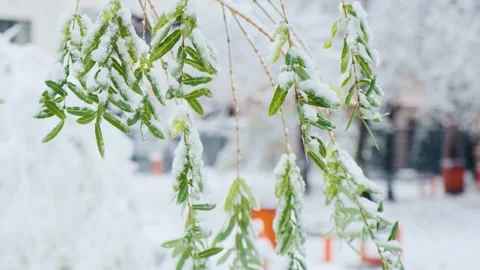 Salix babylonica also called Babylon willow or weeping willow under the snow Stock Footage 228203973