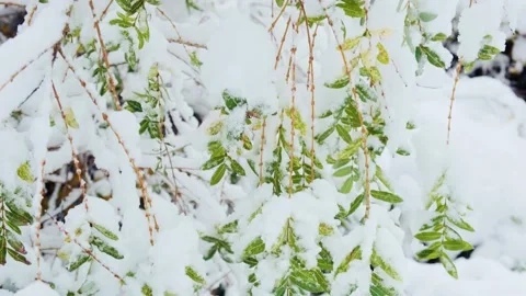 Salix babylonica also called Babylon willow or weeping willow under the snow Stock Footage 228203993