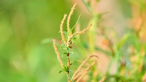 Salix babylonica (Babylon willow or weeping willow) is willow native to dry a Stock Footage 175301062