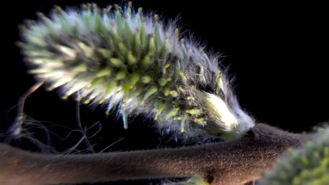 Salix Caprea: Abstract Nature Texture: Green and Silver Pussy Willow Buds Macro. Stock Footage 331805092