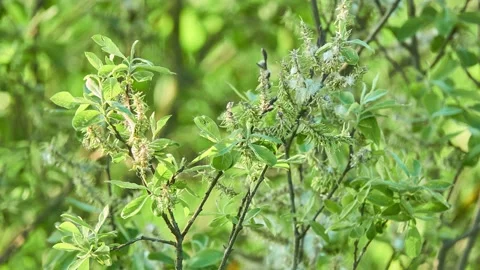 Salix caprea, known as goat willow, pussy willow or great sallow, is common s Stock Footage 185494901