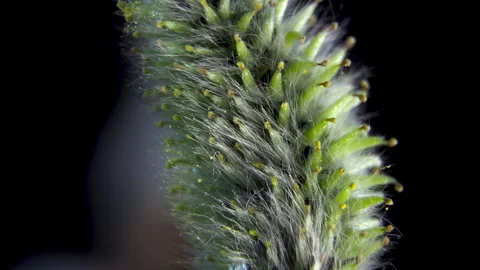 Salix Caprea: Macro of Early Anthesis Stage in Male Willow Catkin, 4K. Stock Footage 331804891