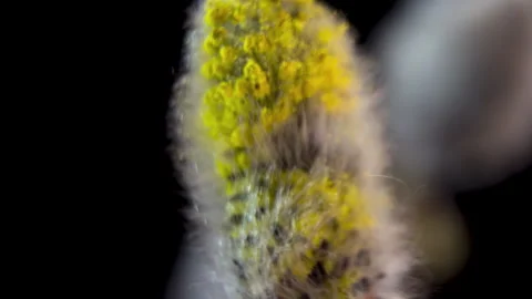 Salix Caprea: Macro of Flowering Willow Buds on Black Background. Stock Footage 331804319