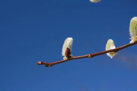 Salix caprea Stock-Fotos