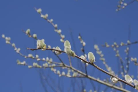 Salix caprea Foto stock